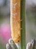 Dolerus sp.